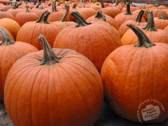 pumpkin, gourds, giant pumpkin, pumpkin farm, pumpkin patch, Halloween pumpkin, Halloween celebration, seasonal picture, holidays celebration, free stock photo, free picture, stock photography, royalty-free image