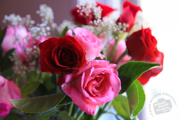 rose, red roses, pink rose, rose bouquet, Valentine's Day, flower vase, seasonal picture, holidays celebration, free stock photo, free picture, stock photography, royalty-free image