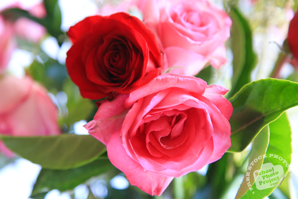 rose, red roses, pink rose, rose bouquet, Valentine's Day, flower vase, seasonal picture, holidays celebration, free stock photo, free picture, stock photography, royalty-free image