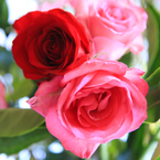 rose, red roses, pink rose, rose bouquet, Valentine's Day, flower vase, seasonal picture, holidays celebration, free stock photo, free picture, stock photography, royalty-free image