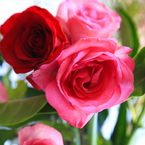 rose, red roses, pink rose, rose bouquet, Valentine's Day, flower vase, seasonal picture, holidays celebration, free stock photo, free picture, stock photography, royalty-free image