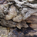 bark, tree bark, tree skin, old bark, bark texture, bark pattern, tree bark texture, bark photo, nature photo, free stock photo, free picture, stock photography, royalty-free image