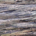 bark, tree bark, tree skin, bark texture, bark pattern, tree bark texture, bark photo, nature photo, free stock photo, free picture, stock photography, royalty-free image