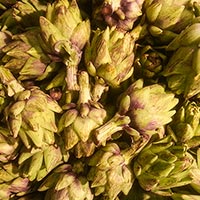 artichoke, spiny artichoke, artichoke flowers, veggie, vegetable photo, free stock photo, free picture, royalty-free image
