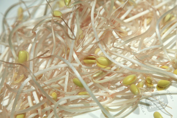 soy bean sprout, fresh sprouts, vegetable photos, veggie, free stock photo, royalty-free image