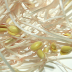 soy bean sprout, fresh sprouts, vegetable photos, veggie, free stock photo, royalty-free image