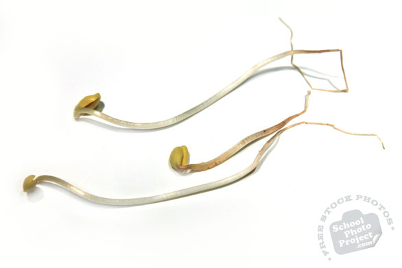 soy bean sprout, fresh young sprouts, vegetable photos, veggie, free stock photo, royalty-free image