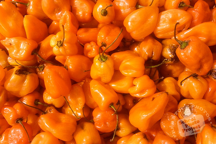 habanero pepper, habañero, hot pepper, jalapeño, chili pepper, spice, veggie, vegetable photo, free stock photo, free picture, royalty-free image