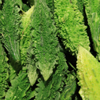 Indian bitter melon, vegetable photos, veggie, free stock photo, royalty-free image