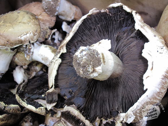portobello, mushroom, mushroom photo, vegetable, fresh veggie, vegetable photo, free stock photo, free picture, stock photography, royalty-free image
