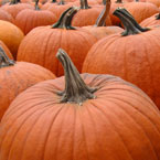 pumpkin, gourd, vegetable, fresh veggie, vegetable photo, free stock photo, free picture, stock photography, royalty-free image