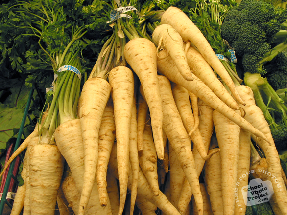parsley, parsley photo, root parsley, vegetable, fresh veggie, vegetable photo, free stock photo, free picture, stock photography, royalty-free image