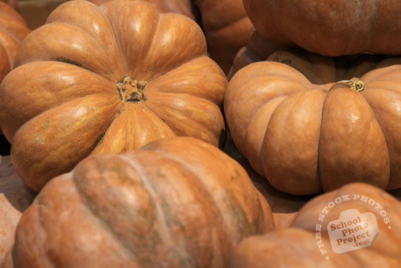 rouge vif dEtampes, Cinderella pumpkin, flat pumpkin, vegetable photos, veggie, free stock photo, royalty-free image