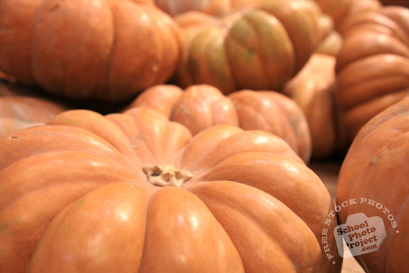 rouge vif dEtampes, Cinderella pumpkin, flat pumpkin, vegetable photos, veggie, free stock photo, royalty-free image