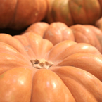 rouge vif dEtampes, Cinderella pumpkin, flat pumpkin, vegetable photos, veggie, free stock photo, royalty-free image