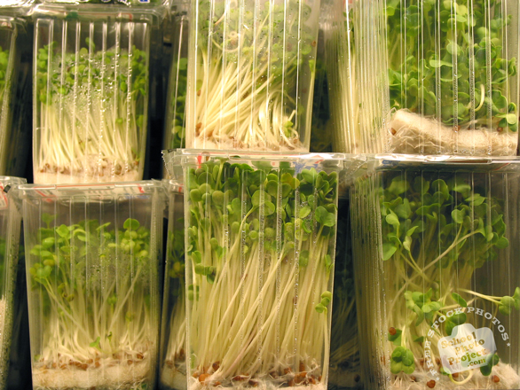 sprouts, sprout photo, lentil sprouts, vegetable, fresh veggie, vegetable photo, free stock photo, free picture, stock photography, royalty-free image