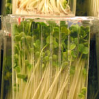 sprouts, lentil sprouts, vegetable, fresh veggie, vegetable photo, free stock photo, free picture, stock photography, royalty-free image