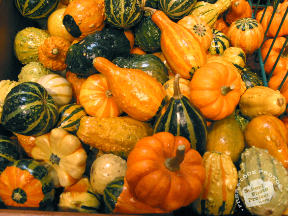 squash, squash photo, gourd, vegetable, fresh veggie, vegetable photo, free stock photo, free picture, stock photography, royalty-free image