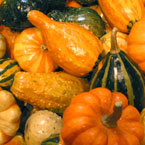 squash, gourd, vegetable, fresh veggie, vegetable photo, free stock photo, free picture, stock photography, royalty-free image