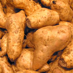 yam, vegetable, fresh veggie, vegetable photo, free stock photo, free picture, stock photography, royalty-free image